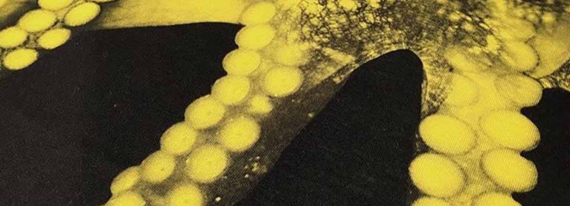 Costumi da bagno Octopus