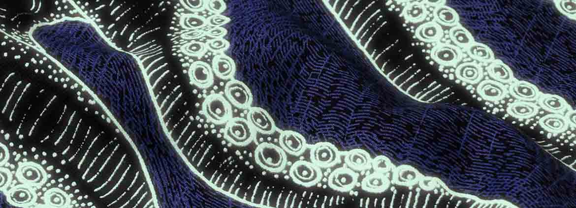 Pantaloncini Octopus